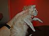 My three little kitz, Beau and Roco too-tiny-3.jpg