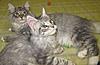 One coonie ain''t enought ... 2 coonies ain't ... HELP!!!!-cute-xx.jpg