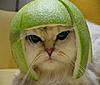 Halloween Snob ....-kitty_helmet.jpg