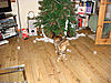 Christmas Trees, Decorations and Presents-x-xmas-tree.jpg