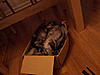 Rasputin is 1 today-2011-11-17-17.49.56.jpg