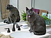 Click image for larger version. 

Name:	Monty in Bathroom 2.jpg 
Views:	23 
Size:	90.4 KB 
ID:	4674