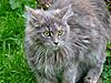 New arrival-gypsy-dec11-.jpg
