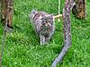 New arrival-gypsy-dec11-b.jpg