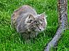 New arrival-gypsy-dec11-c.jpg
