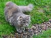 New arrival-gypsy-dec11-d.jpg