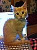 Toby x-imageuploadedbytapatalk1324937935.078007.jpg