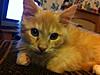 Toby x-imageuploadedbytapatalk1324937971.990216.jpg