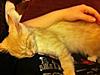 Toby x-imageuploadedbytapatalk1325010294.728430.jpg