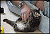 More cute pics - Kitten Visit-dsc_0835.jpg