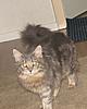 Introducing Eclipse Unstopable AKA Sapphire Breeder Amber Jade Walton-007.jpg