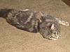 Introducing Eclipse Unstopable AKA Sapphire Breeder Amber Jade Walton-011.jpg