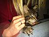 Click image for larger version. 

Name:	Jager 8weeks.jpg 
Views:	30 
Size:	96.0 KB 
ID:	4932