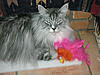 Click image for larger version. 

Name:	kota_bird.jpg 
Views:	16 
Size:	95.1 KB 
ID:	4985