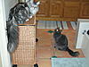 Click image for larger version. 

Name:	blukota.jpg 
Views:	15 
Size:	94.6 KB 
ID:	4987
