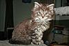 Click image for larger version. 

Name:	7 weeks.jpg 
Views:	29 
Size:	46.2 KB 
ID:	5037