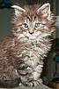Click image for larger version. 

Name:	7 weeks x2.jpg 
Views:	29 
Size:	60.2 KB 
ID:	5038