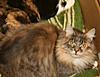 Introducing Eclipse Angels Embrace-- Seraphina.. Breeder Amber Jade Walton-abys-028.jpg