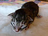 Click image for larger version. 

Name:	Mercury-1.jpg 
Views:	26 
Size:	96.6 KB 
ID:	5081
