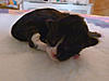 Click image for larger version. 

Name:	Moonstar-1.jpg 
Views:	24 
Size:	84.6 KB 
ID:	5082