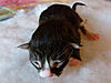 Click image for larger version. 

Name:	Northstar-1.jpg 
Views:	24 
Size:	95.0 KB 
ID:	5083