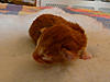 Click image for larger version. 

Name:	Sunfire-1.jpg 
Views:	26 
Size:	88.1 KB 
ID:	5085