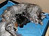 Click image for larger version. 

Name:	Holly-littter.jpg 
Views:	28 
Size:	92.0 KB 
ID:	5086