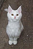 Introducing our future new stud boy Somersby!!-picturesarchie-118.jpg