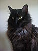What made you choose a Maine Coon?-dsc05214.jpg