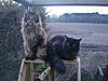 What made you choose a Maine Coon?-dsc05276.jpg