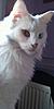 What made you choose a Maine Coon?-imag0349-1.jpg