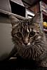Do you think Maia is a MC?-kitten2.jpg
