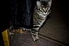 Do you think Maia is a MC?-kitten4.jpg