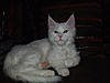 Introducing our future new stud boy Somersby!!-picturesarchie-20126.jpg