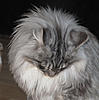 Eclipse MYRDDIN EMRYS-20120205_35.jpg