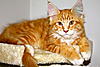 Our First Maine Coon-img_3177.jpg