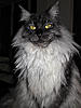 Starting to look more mature at 2 yrs-120225monto2.jpg