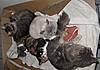 What a Brilliant Idea for cats.....-20120318_1.jpg