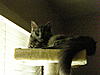 Possibble Maine Coon Mix? Just adopted today.-dscn0190.jpg
