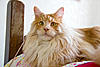 Eclipse MYRDDIN EMRYS-img_5995.jpg
