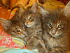 Kizzacoons kitts-003.jpg