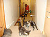 Share your photo Bloopers here-scary-lasercats-mars.jpg