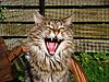 Share your photo Bloopers here-jools-0ct-09a.jpg