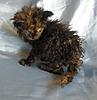 Maine Coon Mix... SHARE.... PLEASE.-sk4.jpg