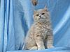Maine Coon Mix... SHARE.... PLEASE.-sk9.jpg