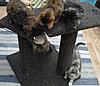 Maine Coon Mix... SHARE.... PLEASE.-sk11a.jpg
