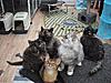 Maine Coon Mix... SHARE.... PLEASE.-sk12a.jpg