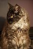 Maine Coon Mix... SHARE.... PLEASE.-sk13.jpg