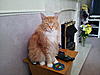 What made you choose a Maine Coon?-20120516_111627-2-.jpg