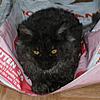 Maine Coon Mix... SHARE.... PLEASE.-sk19.jpg